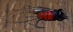 WriMac Flying Moth